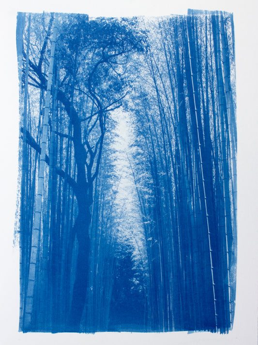 Bosque de bambú (2025) - Prado de Fata [29,5 x 21 cm]