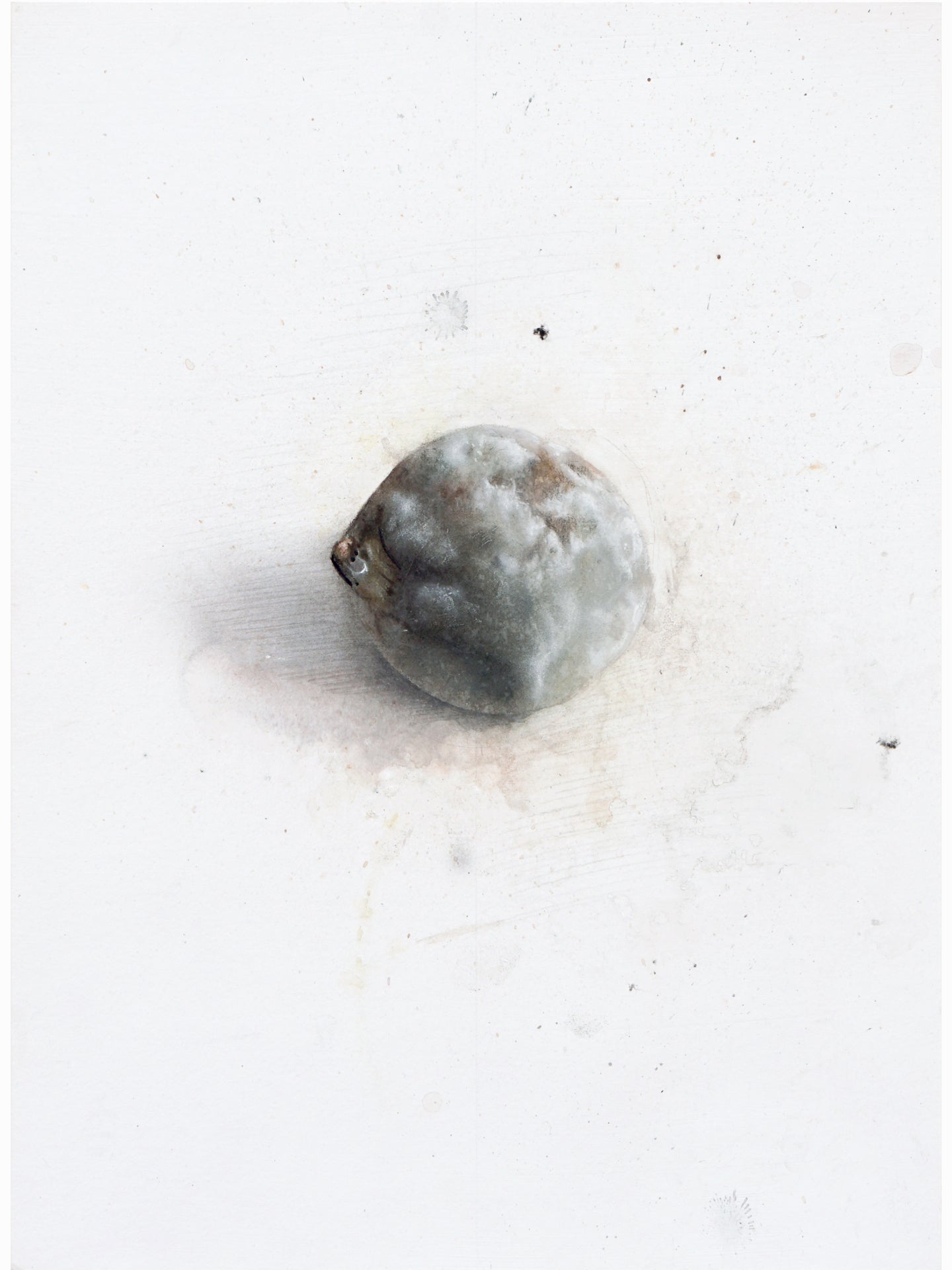 La podrida XI (2025) - Gen Isoe [30 x 22 cm]